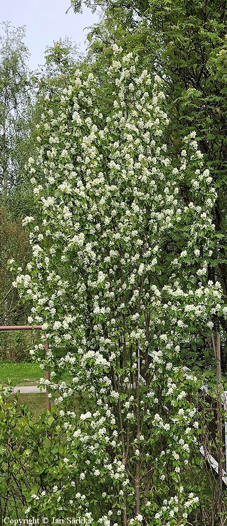 Amelanchier alnifolia 'Obelisk', marjatuomipihlaja